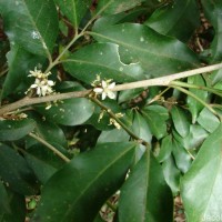 Glycosmis pentaphylla (Retz.) DC.